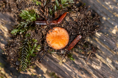 Scutellinia colensoi