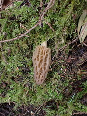 Morchella