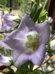 Campanula medium