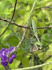 Stagmomantis nahua