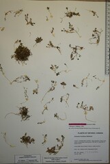Arenaria humifusa
