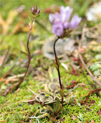 Gentianella corymbosa