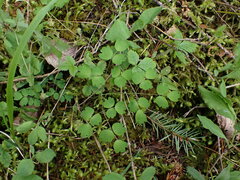 Thalictrum occidentale