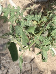 Palafoxia sphacelata