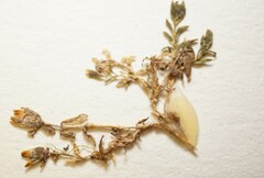 Arenaria humifusa