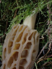 Morchella