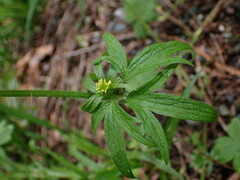 Ranunculus uncinatus