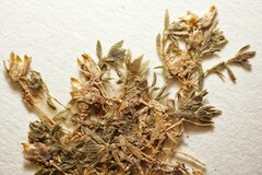 Arenaria humifusa