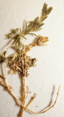 Arenaria humifusa