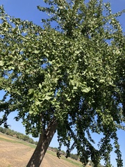Ginkgo