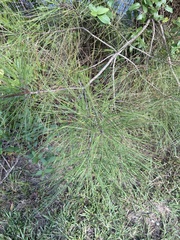 Pinus elliottii