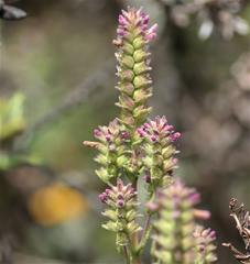 Neobartsia