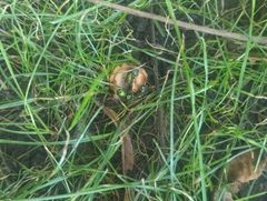 Lucilia coeruleiviridis