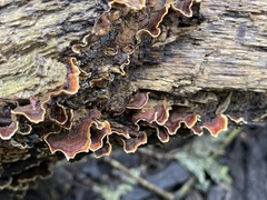 Stereum gausapatum