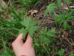 Ranunculus uncinatus