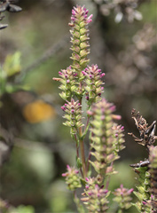 Neobartsia