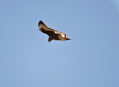 Geranoaetus polyosoma