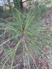 Pinus taeda