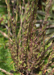 Neobartsia