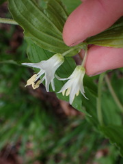 Prosartes hookeri