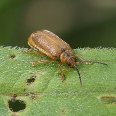 Galerucella pusilla