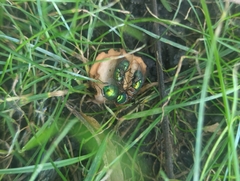 Lucilia coeruleiviridis