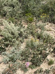 Palafoxia sphacelata