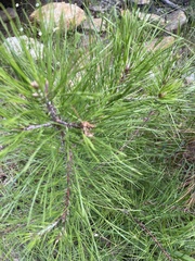 Pinus