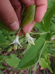 Prosartes hookeri