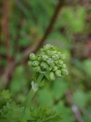 Thalictrum occidentale