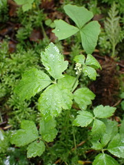 Tiarella trifoliata