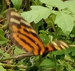 Heliconius ismenius