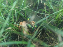 Lucilia coeruleiviridis