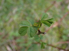 Rosa nutkana