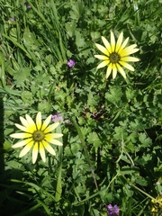 Arctotheca calendula