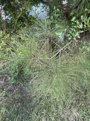 Pinus elliottii