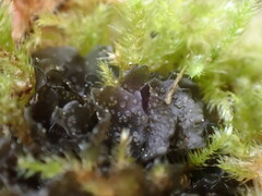 Scytinium polycarpum