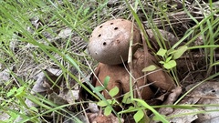 Myriostoma coliforme