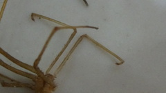 Sahastata sinuspersica