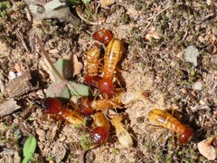 Microhodotermes viator