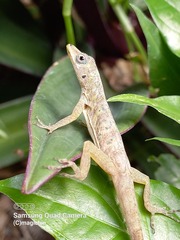 Anolis aeneus