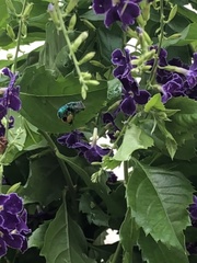 Euglossa