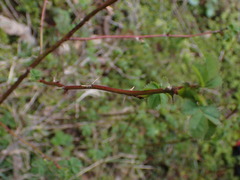 Rosa nutkana