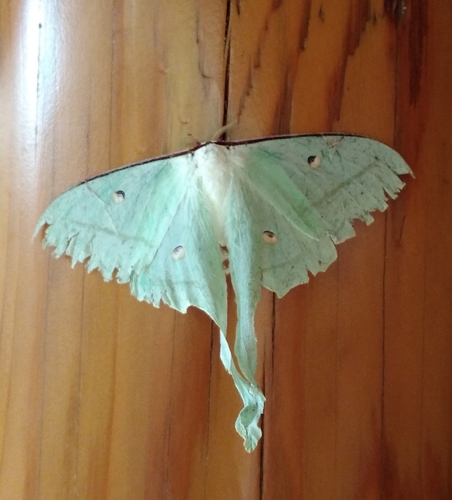 Chinese Moon Moth