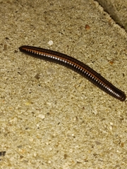 Ommatoiulus sabulosus