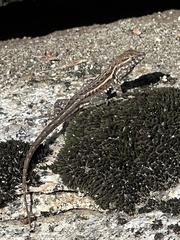 Uta stansburiana elegans