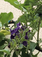Euglossa