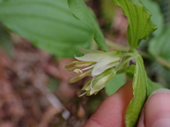 Prosartes hookeri