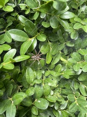 Barronopsis jeffersi