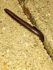 Ommatoiulus sabulosus